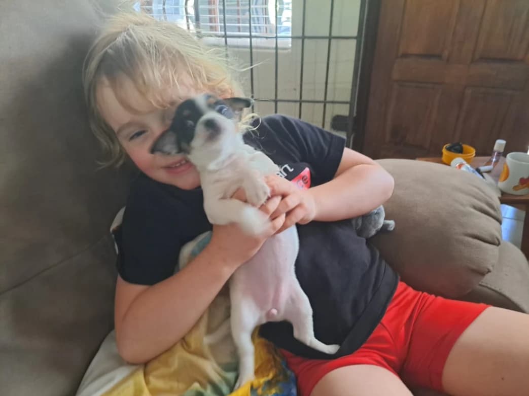 Chihuahua photo 3