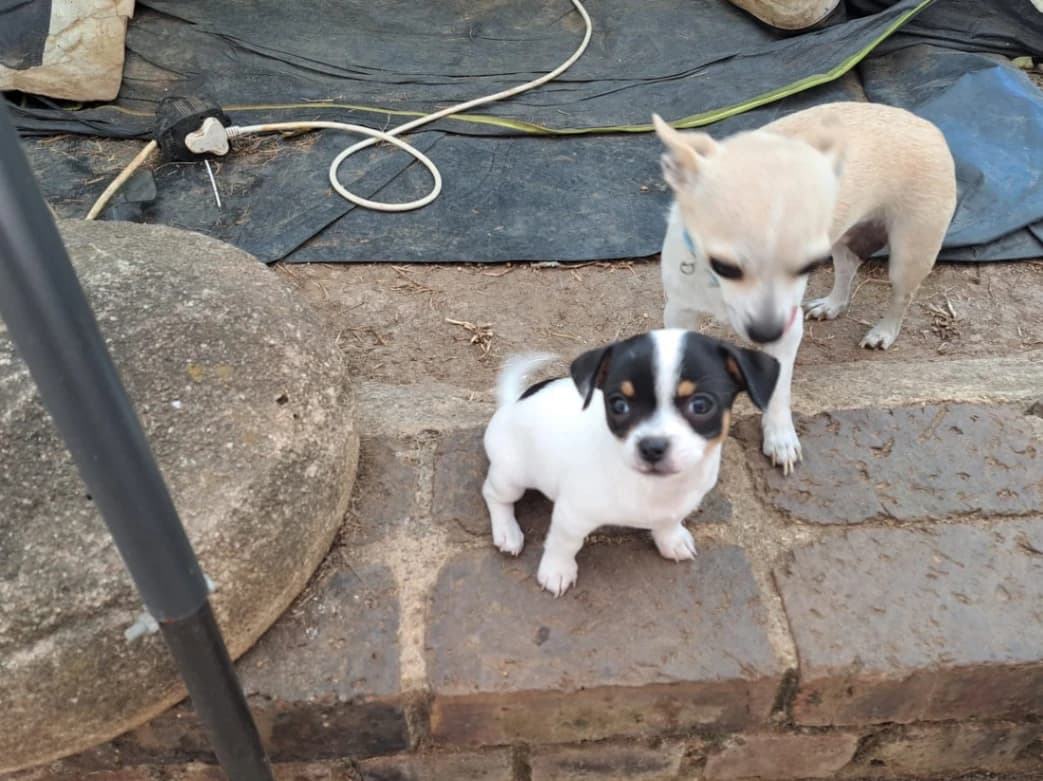 Chihuahua photo 4