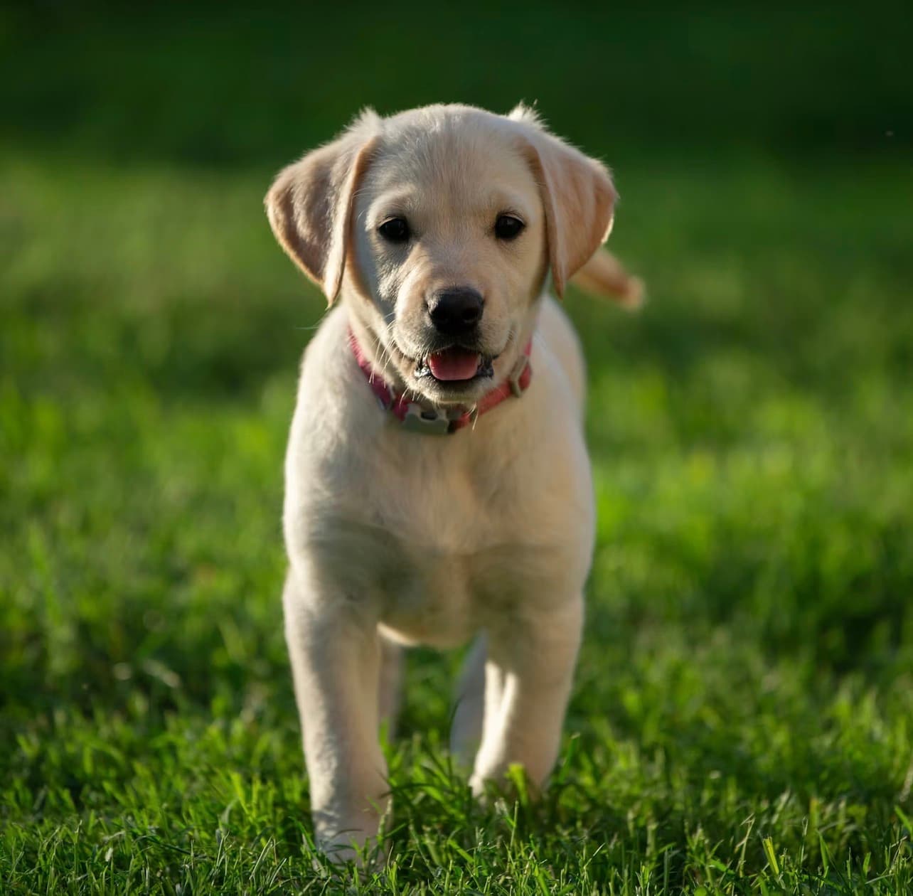 Labrador Retriever listing photo