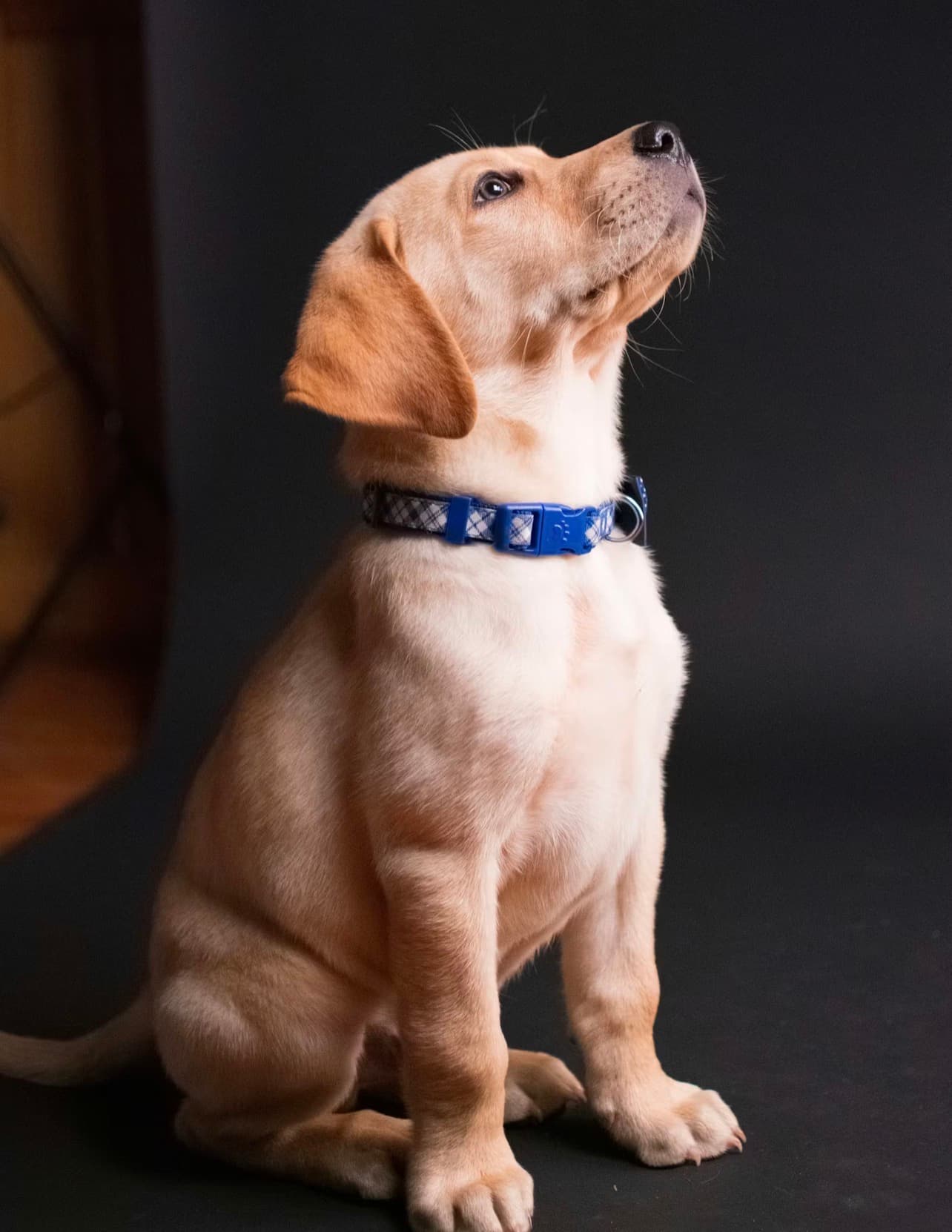 Labrador Retriever photo 2