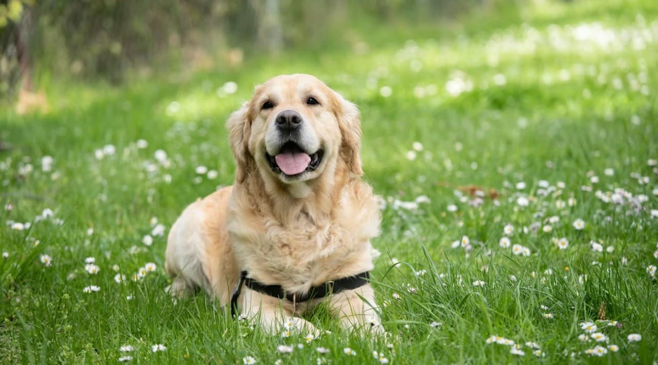 Labrador Retriever photo 3