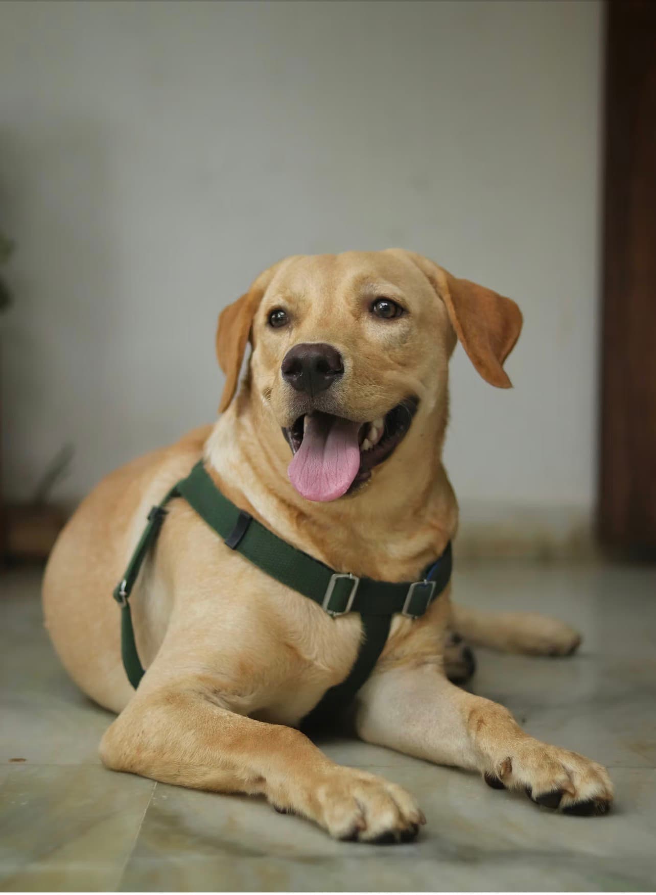 Labrador Retriever photo 4