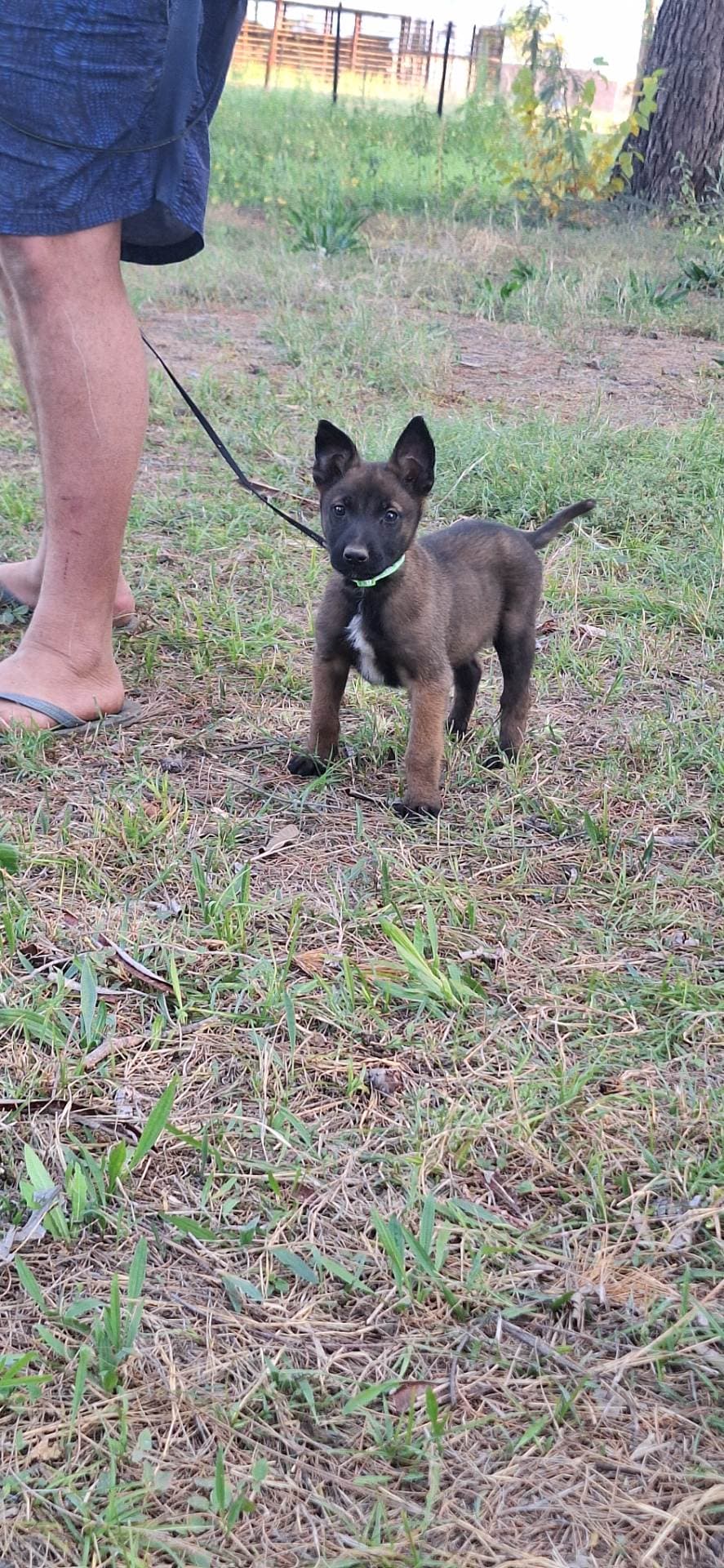 Mixed Breed ā KUSA registered Belgian Malinois listing photo