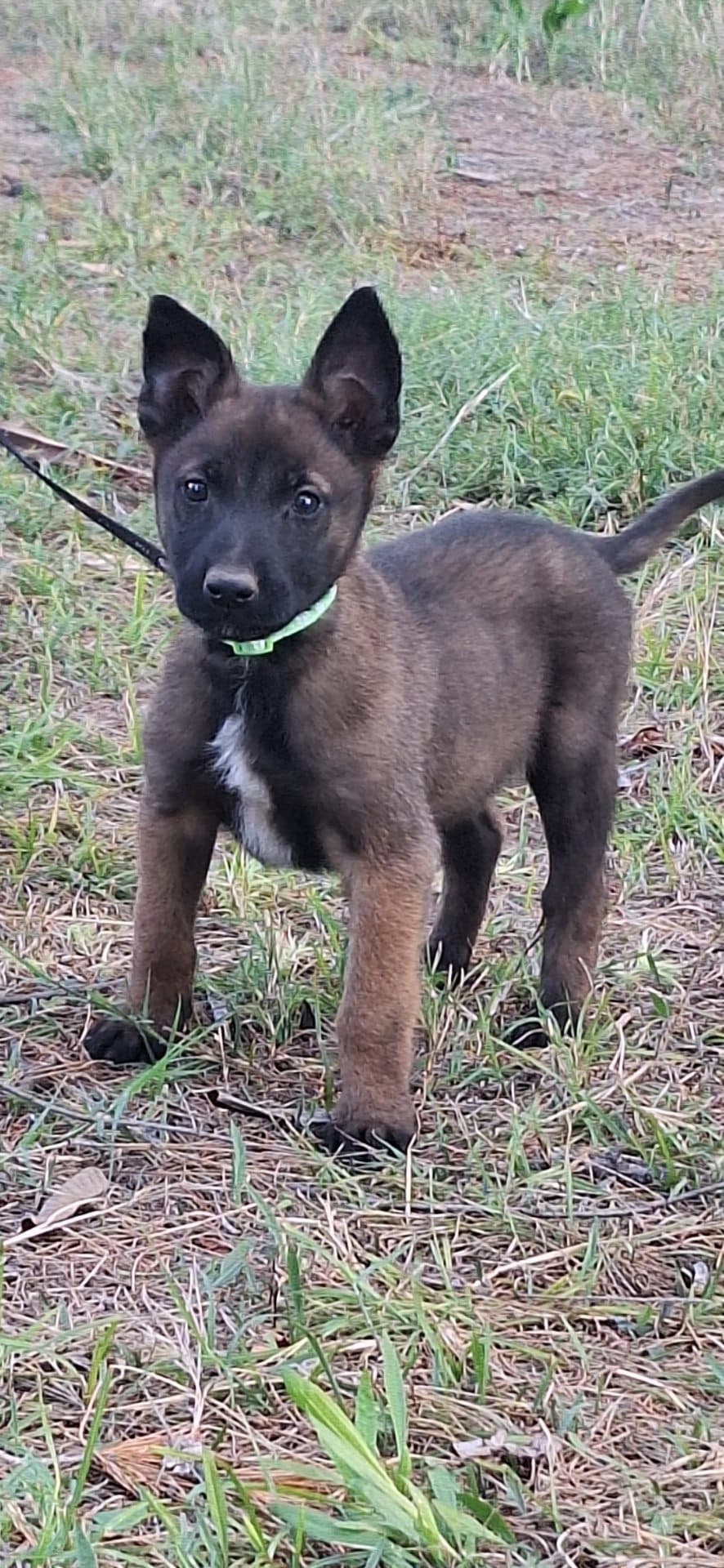 Mixed Breed — KUSA registered Belgian Malinois photo 2
