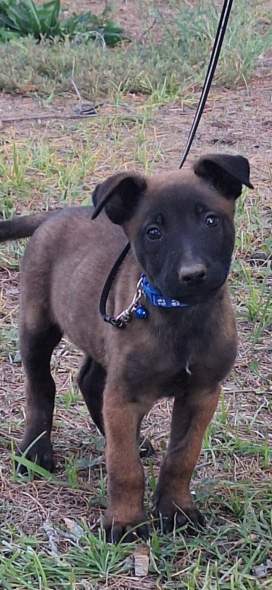 Mixed Breed — KUSA registered Belgian Malinois photo 3