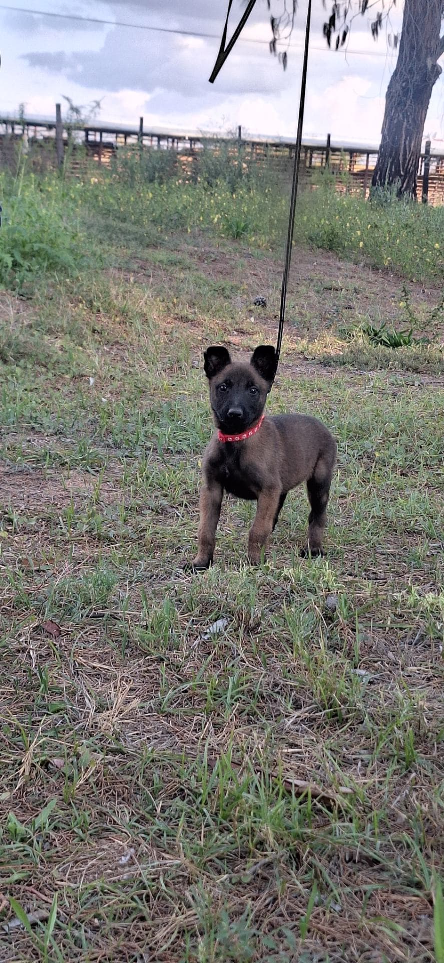 Mixed Breed — KUSA registered Belgian Malinois photo 4