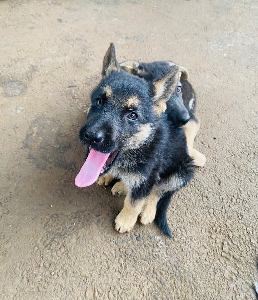 German Shepherd dog