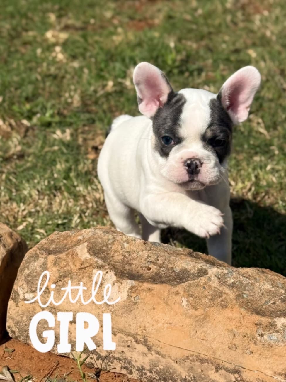 French Bulldog photo 2