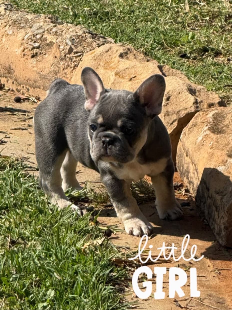 French Bulldog photo 3