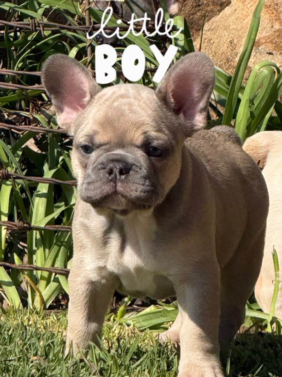 French Bulldog photo 4
