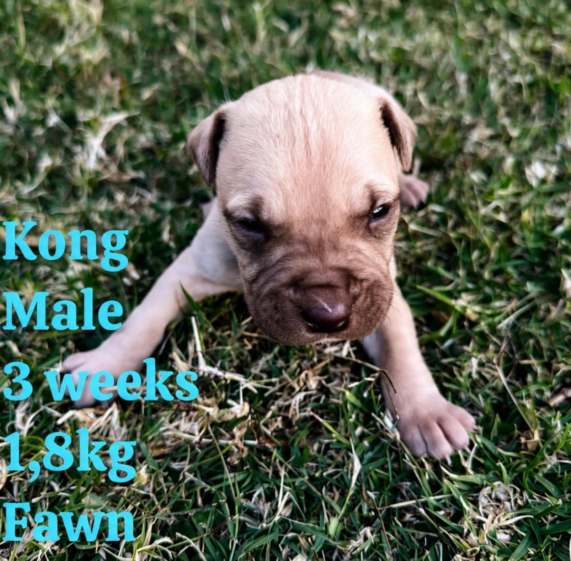 Boerboel photo 4
