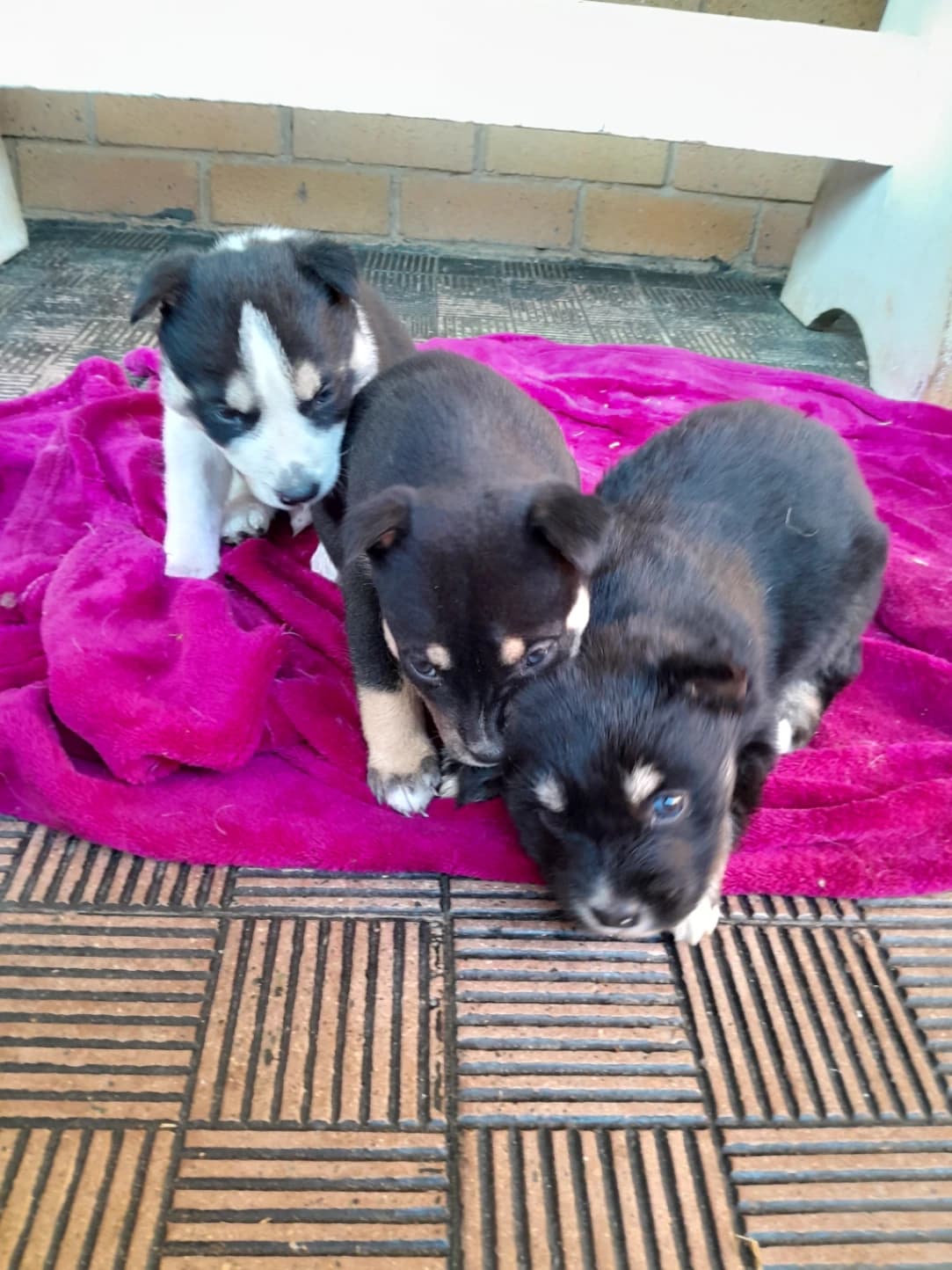 Siberian Husky listing photo