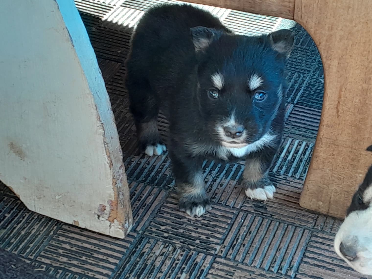 Siberian Husky photo 2