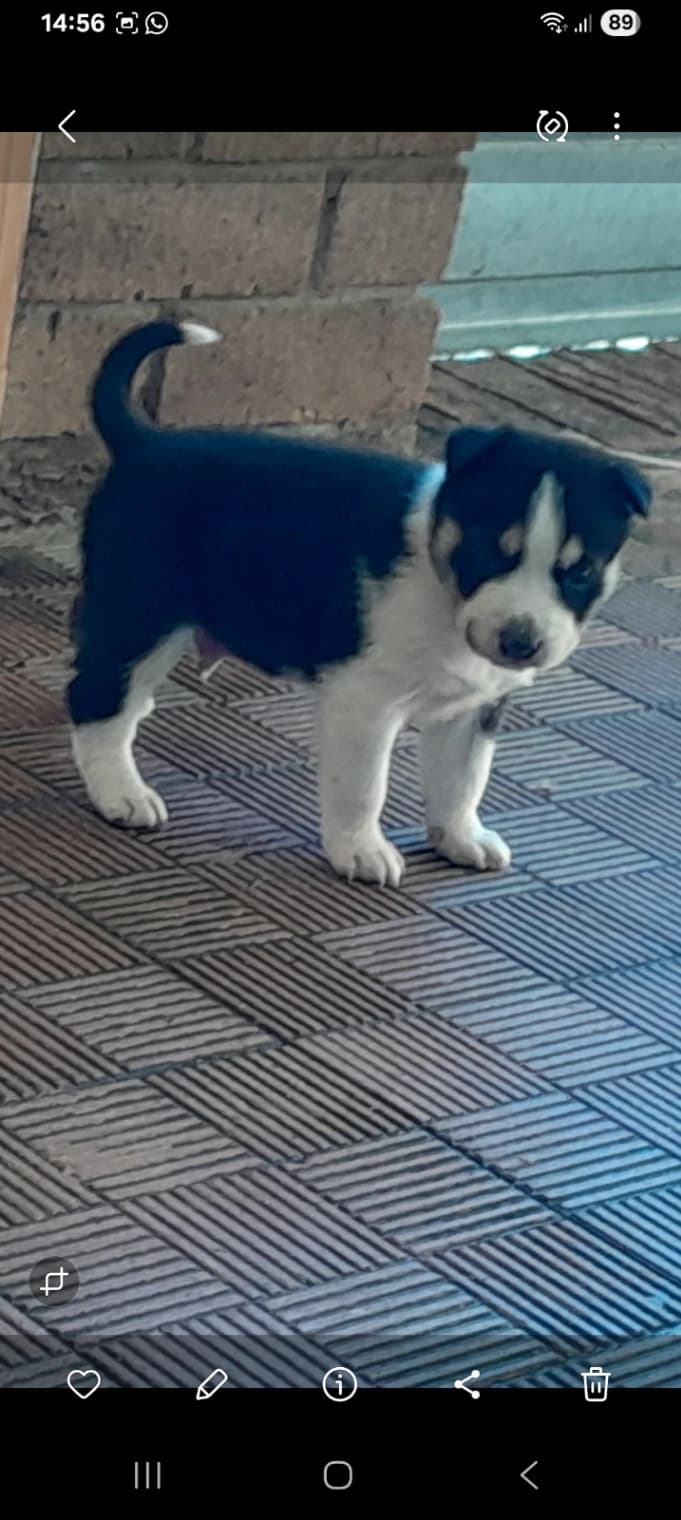Siberian Husky photo 3