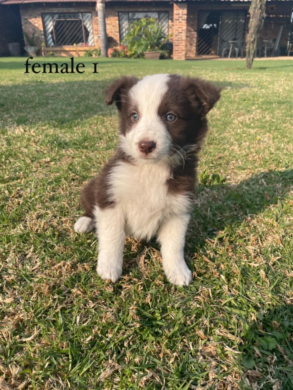 Border Collie photo 2