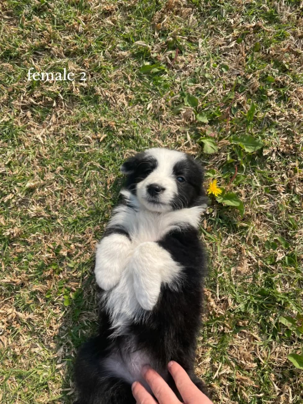 Border Collie photo 3