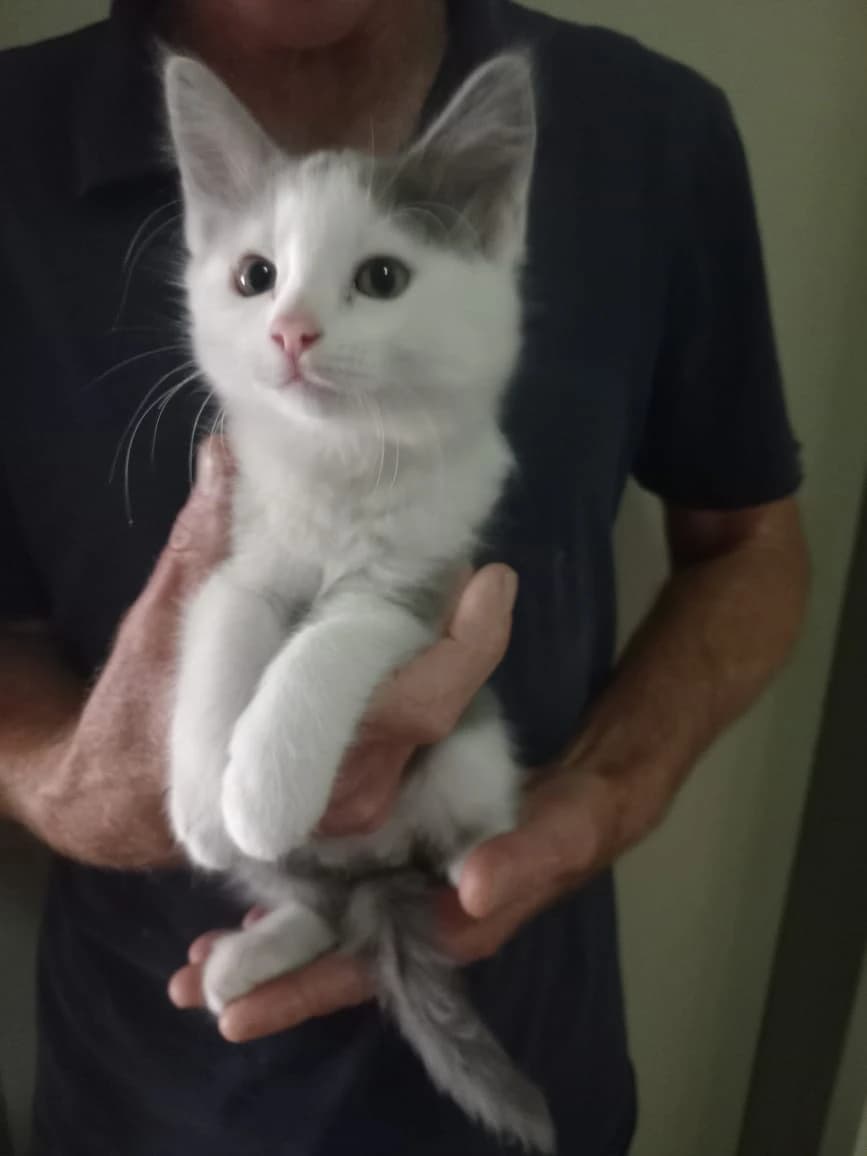 Domestic Shorthair listing photo