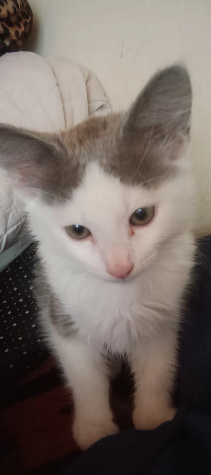 Domestic Shorthair photo 2