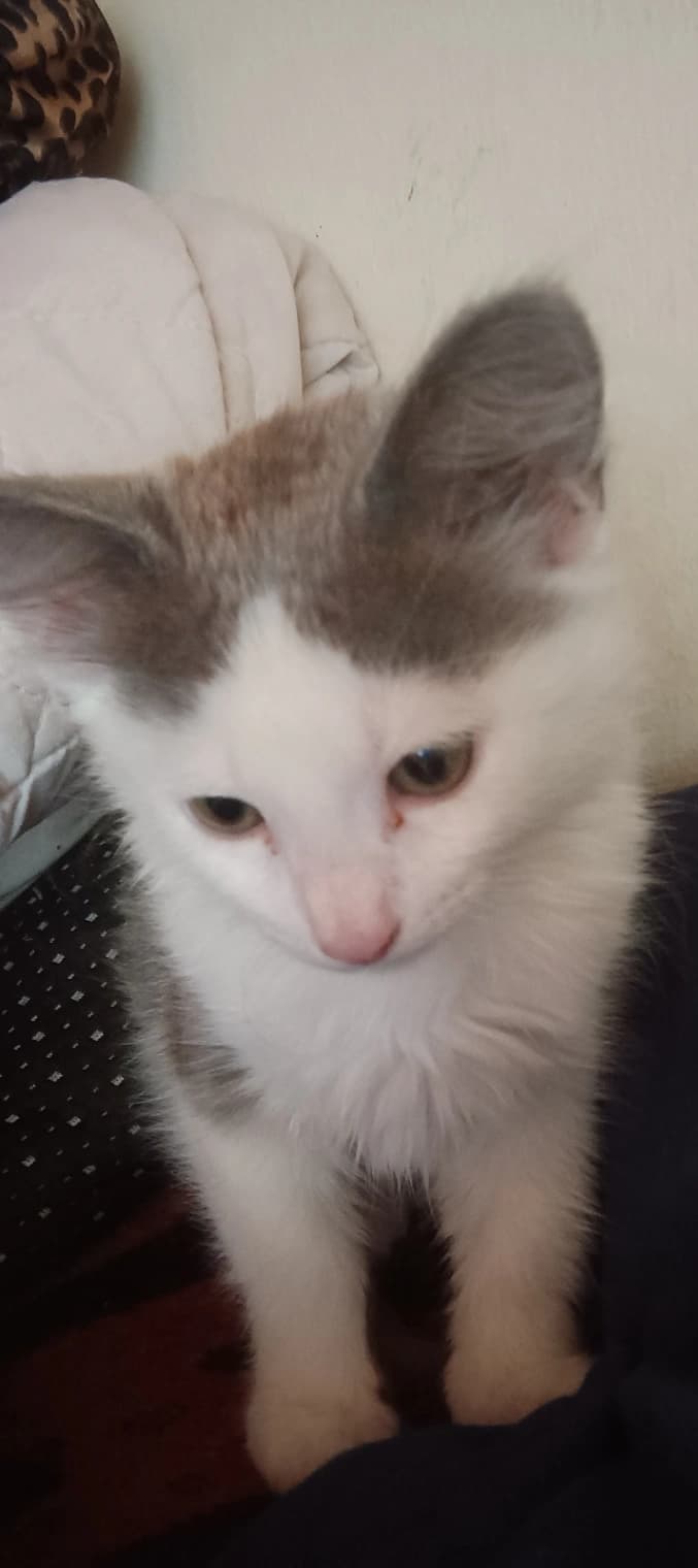 Domestic Shorthair photo 3