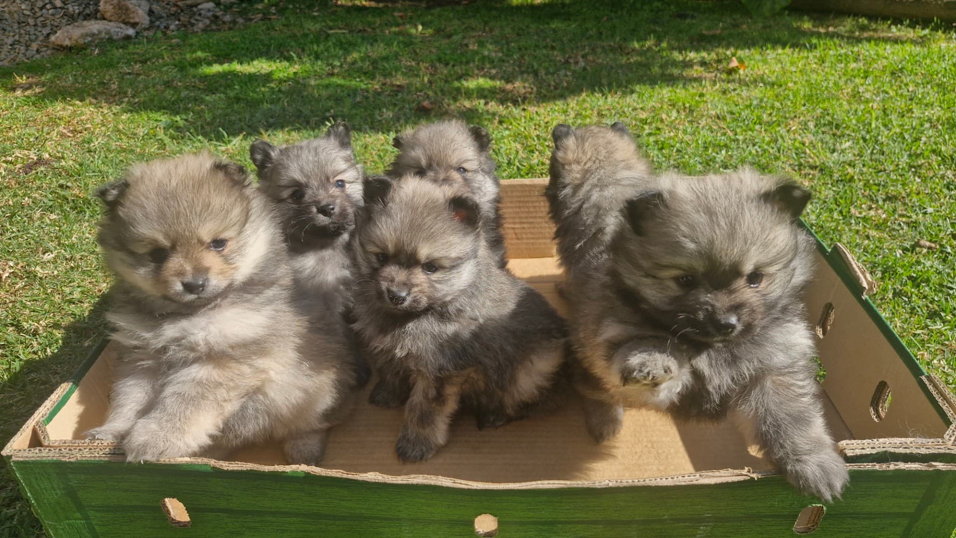 Pomeranian listing photo