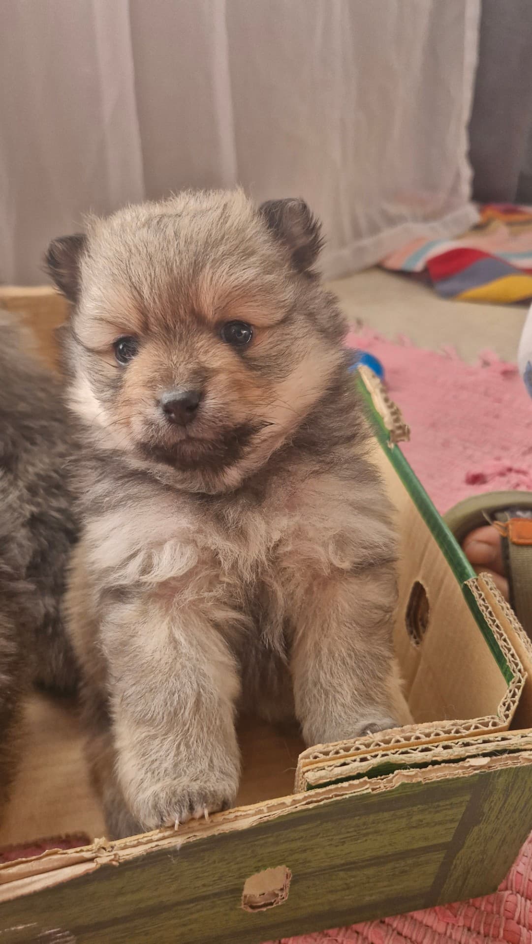 Pomeranian photo 2