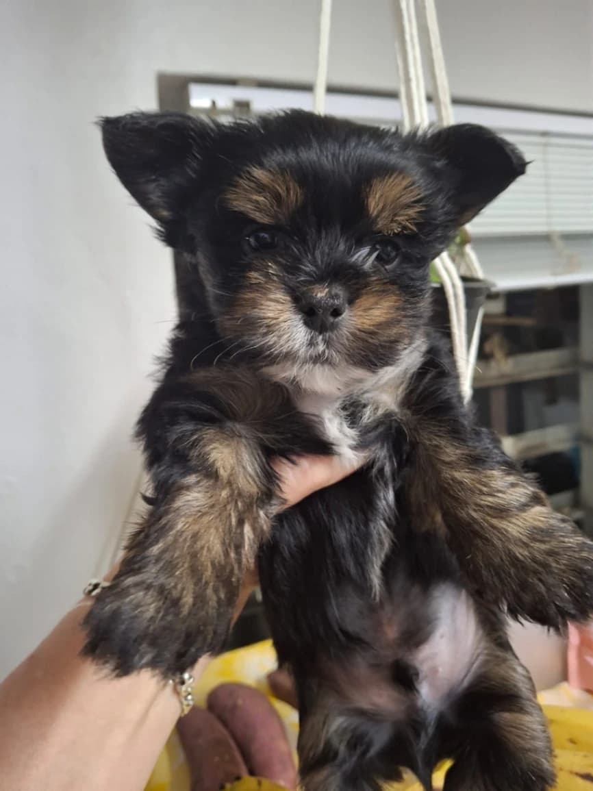 Yorkshire Terrier photo 2