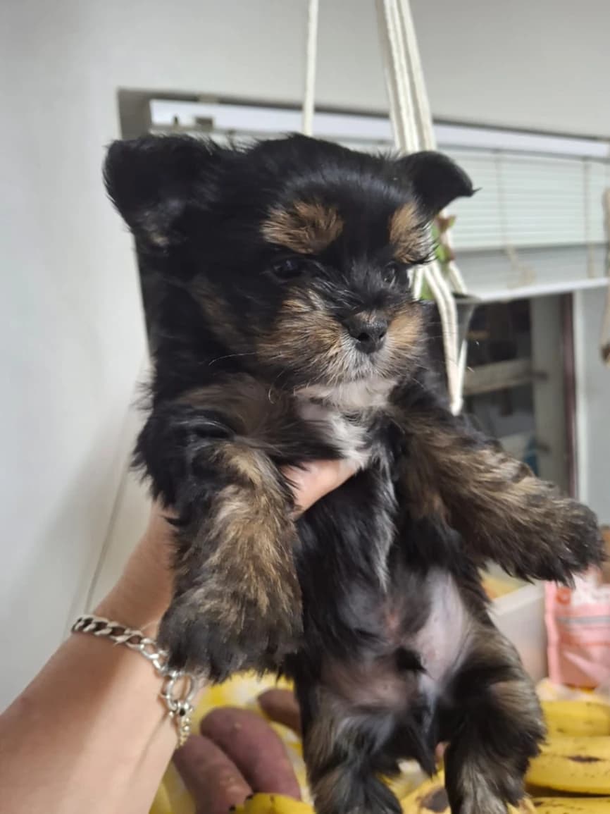 Yorkshire Terrier photo 3