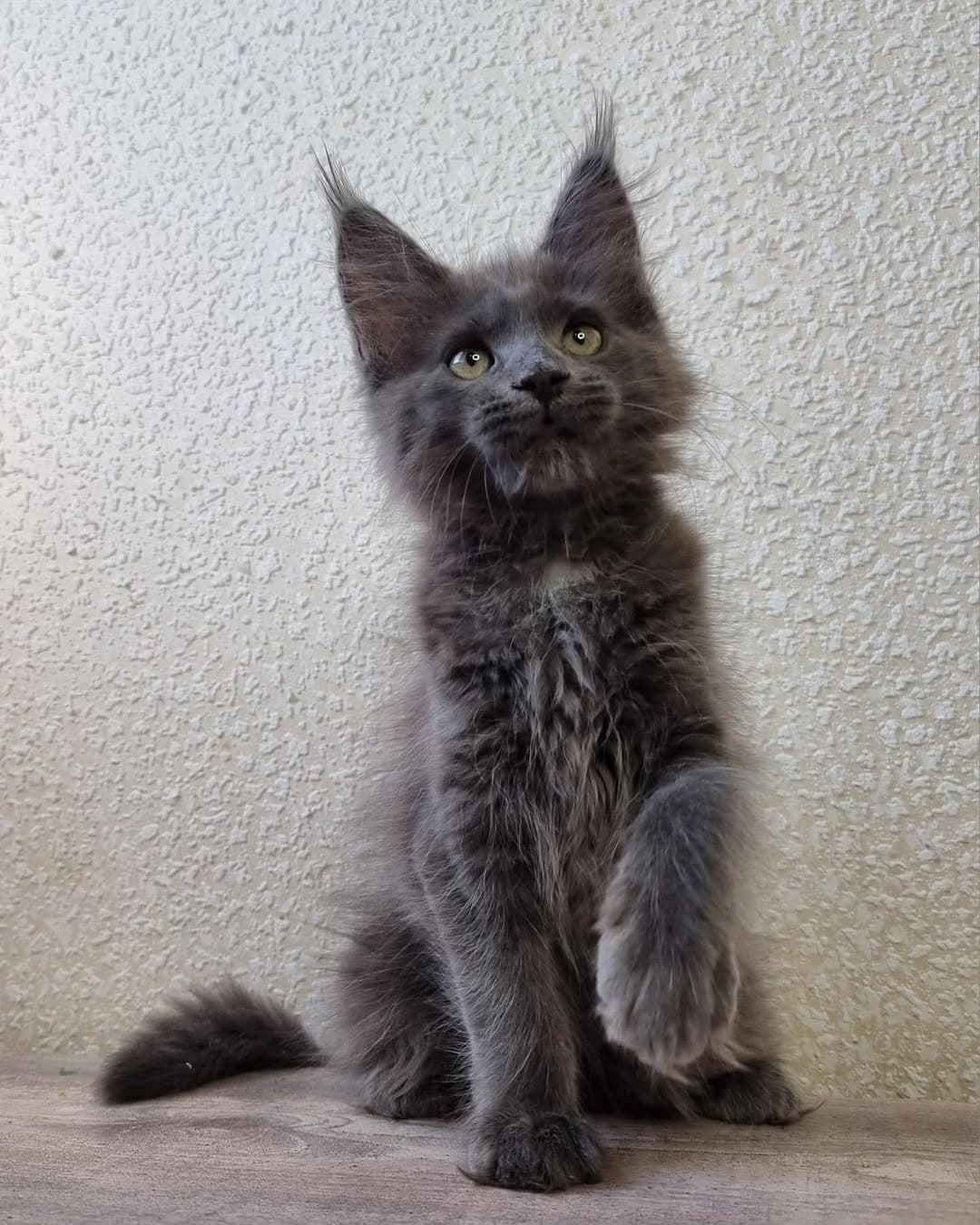 Maine Coon photo 2