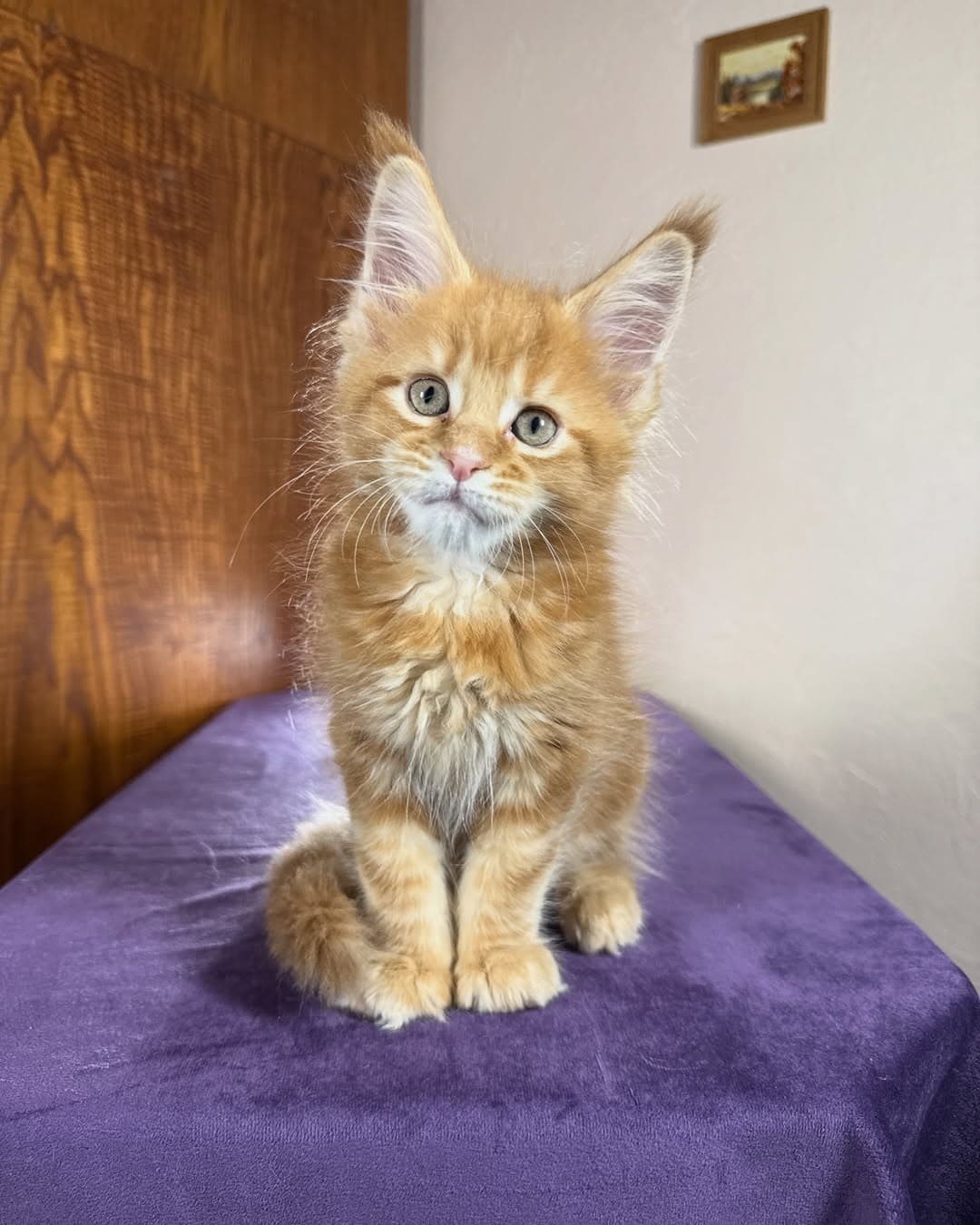Maine Coon photo 3