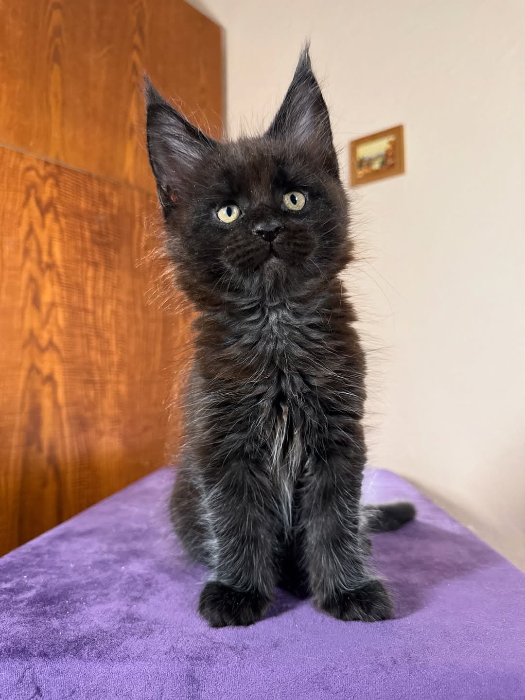 Maine Coon photo 4