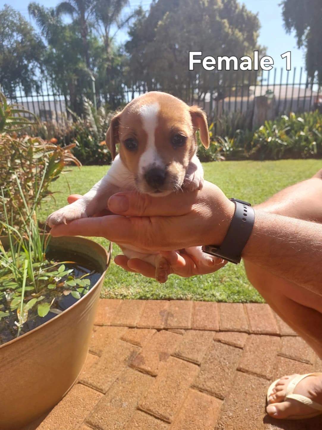 Jack Russell Terrier listing photo