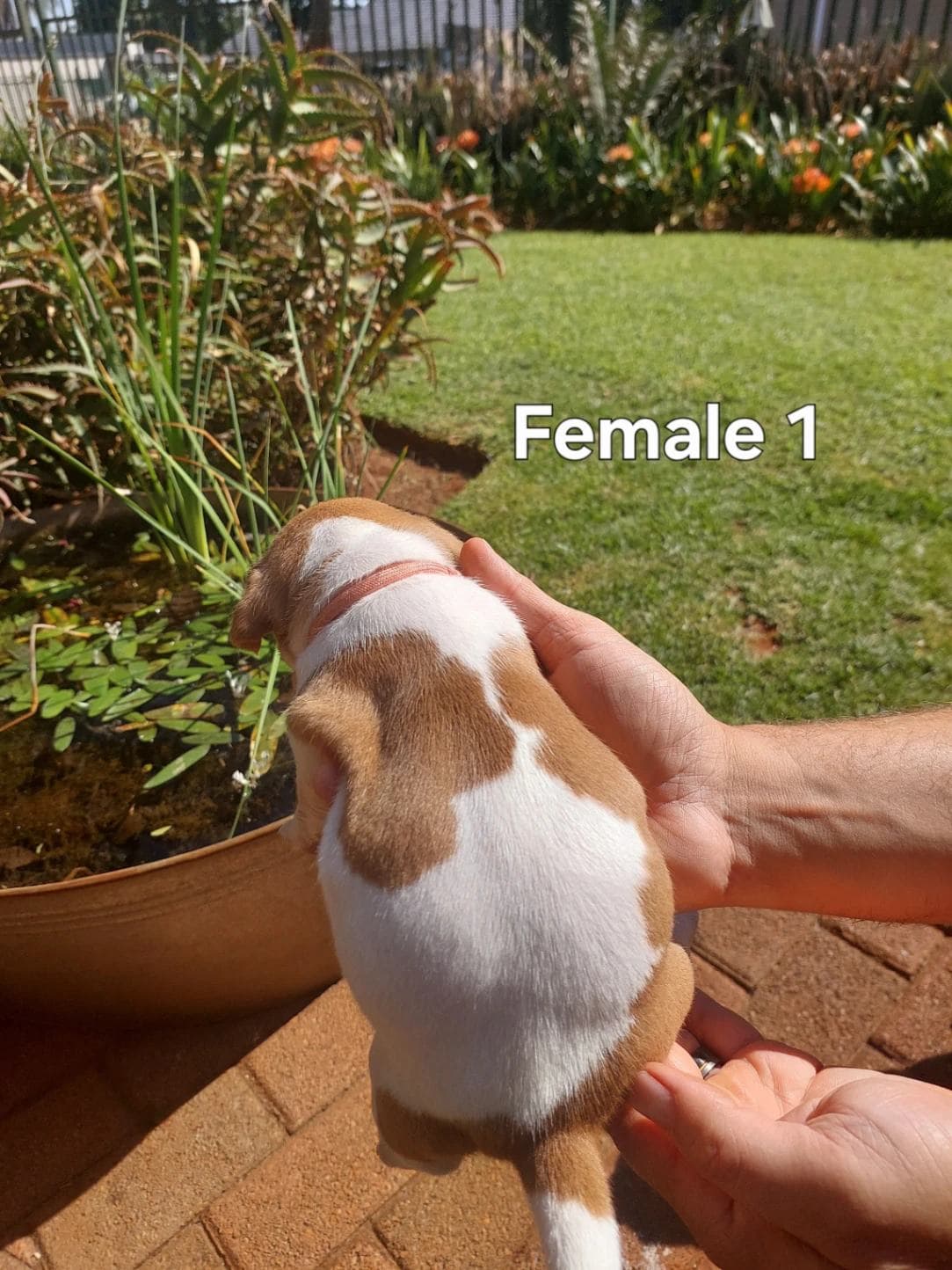 Jack Russell Terrier photo 2