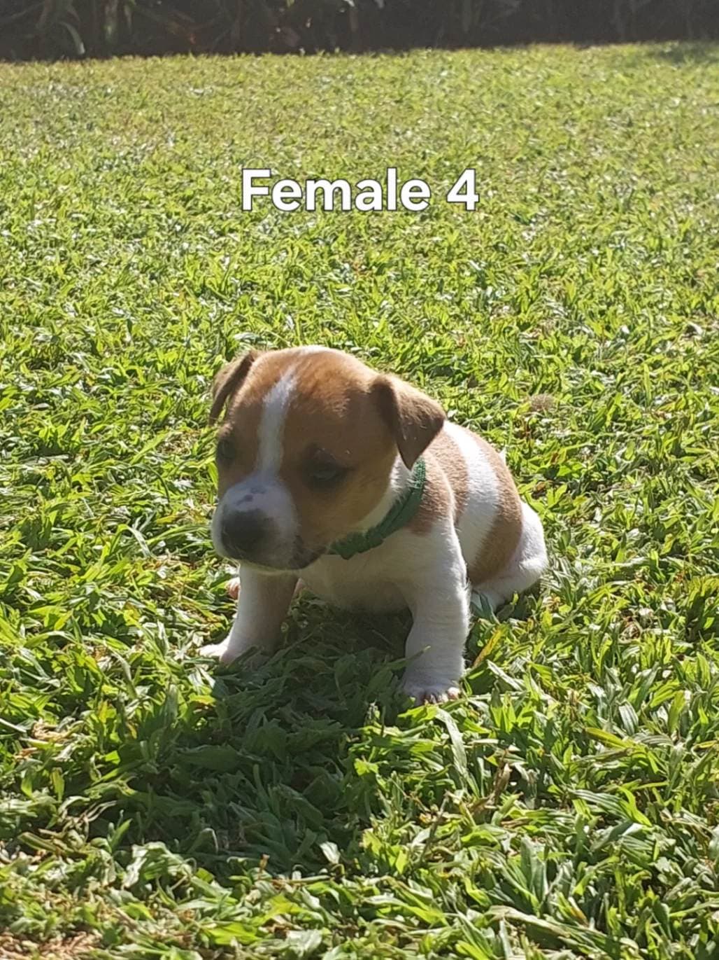 Jack Russell Terrier photo 3