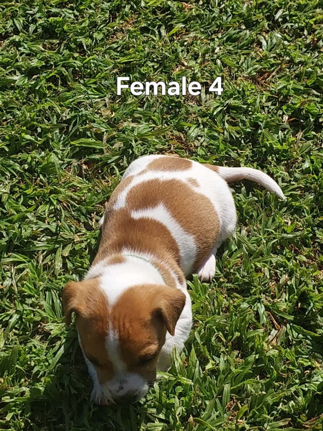 Jack Russell Terrier photo 4