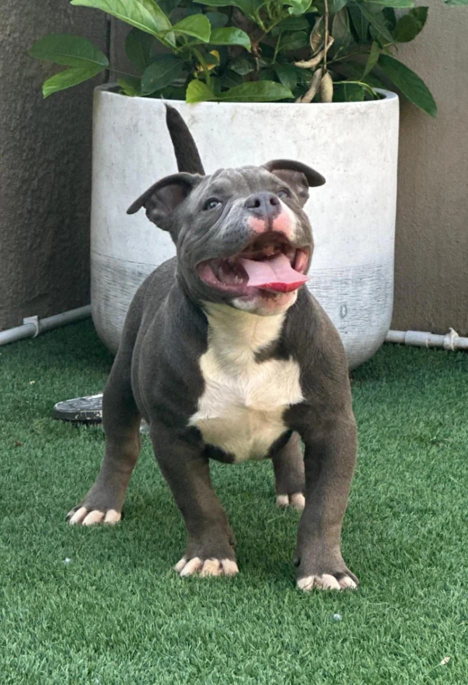 Staffordshire Bull Terrier listing photo