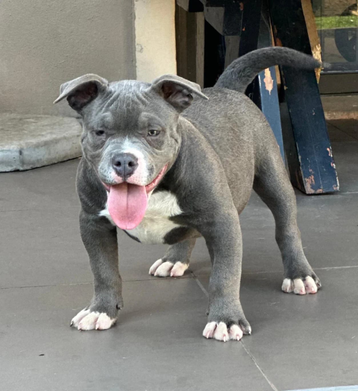 Staffordshire Bull Terrier photo 2