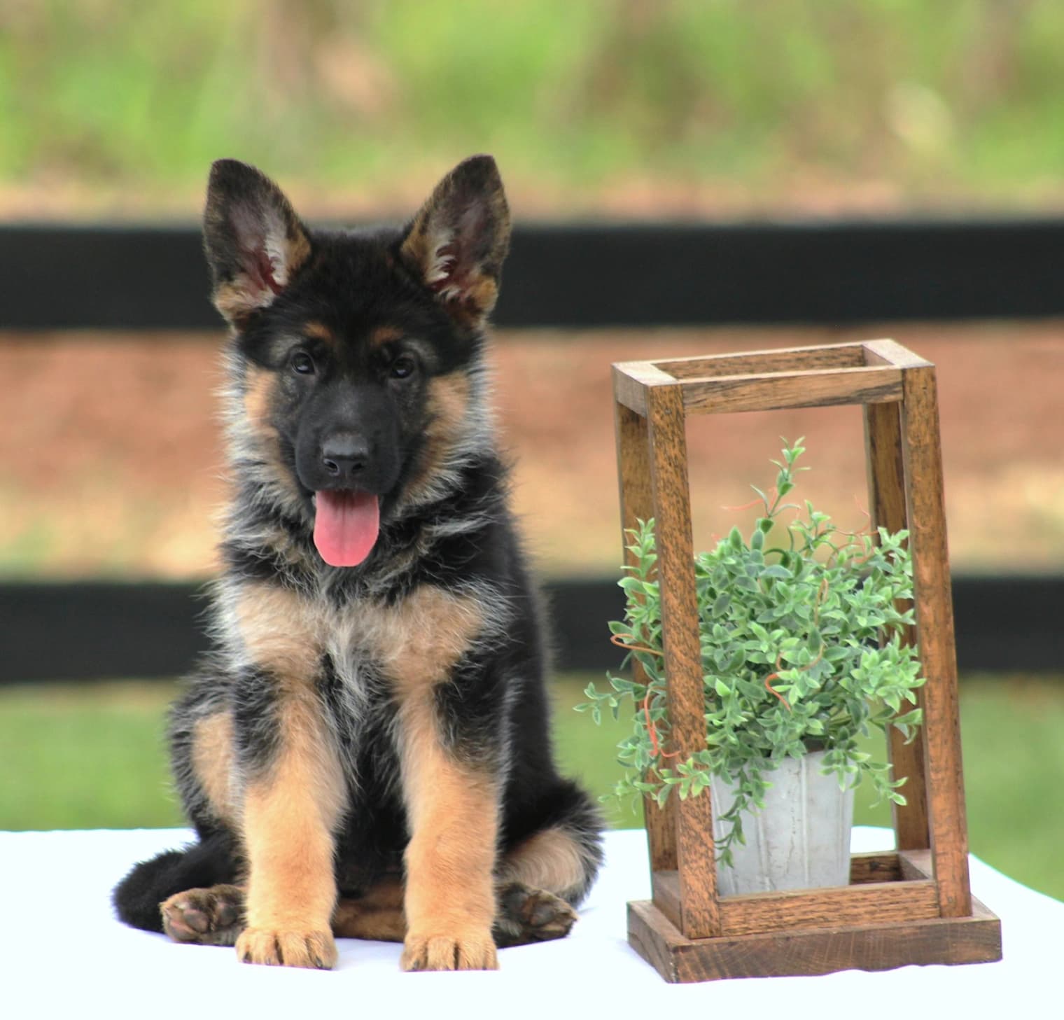 German Shepherd Dog listing photo