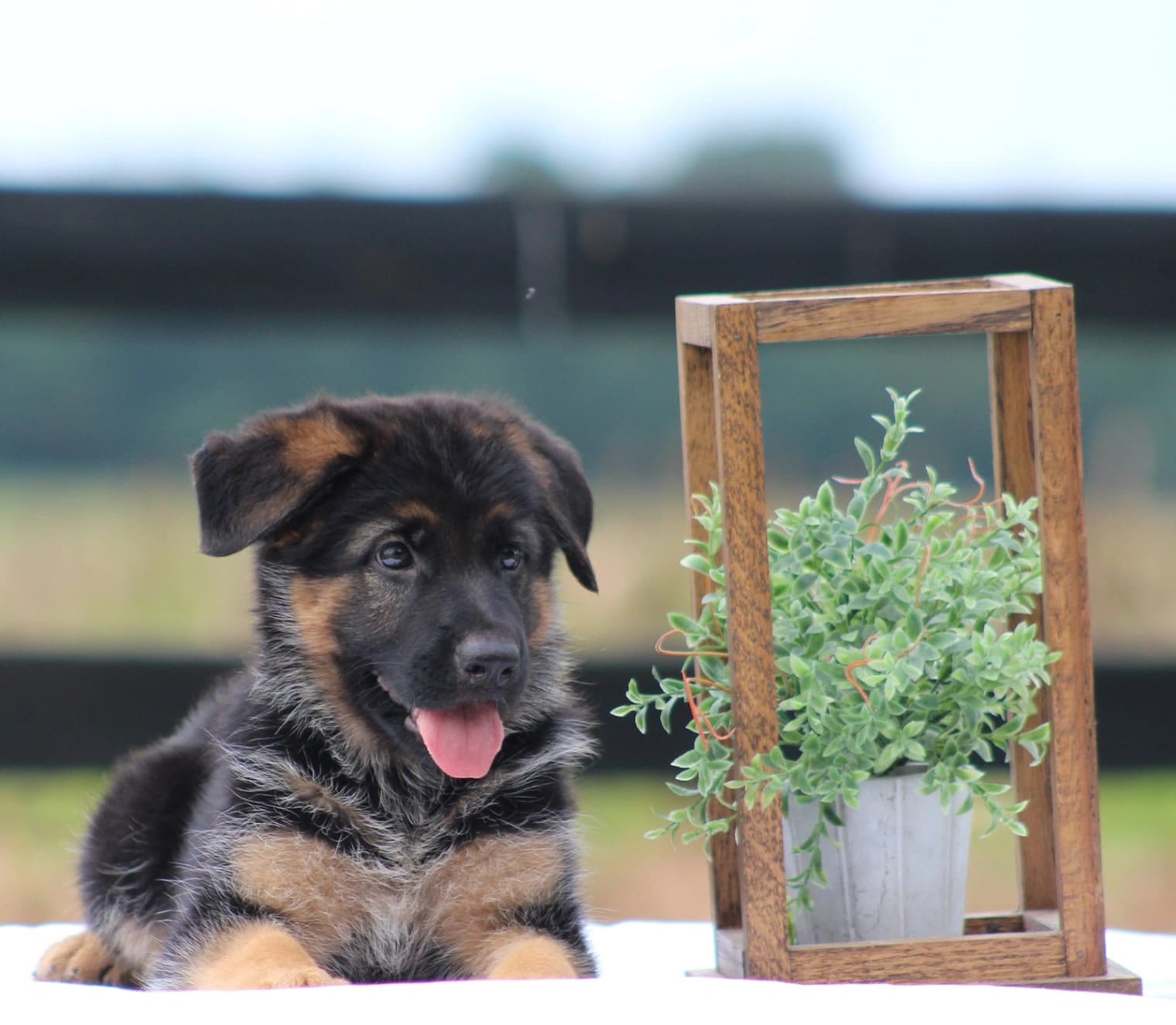 German Shepherd Dog photo 2