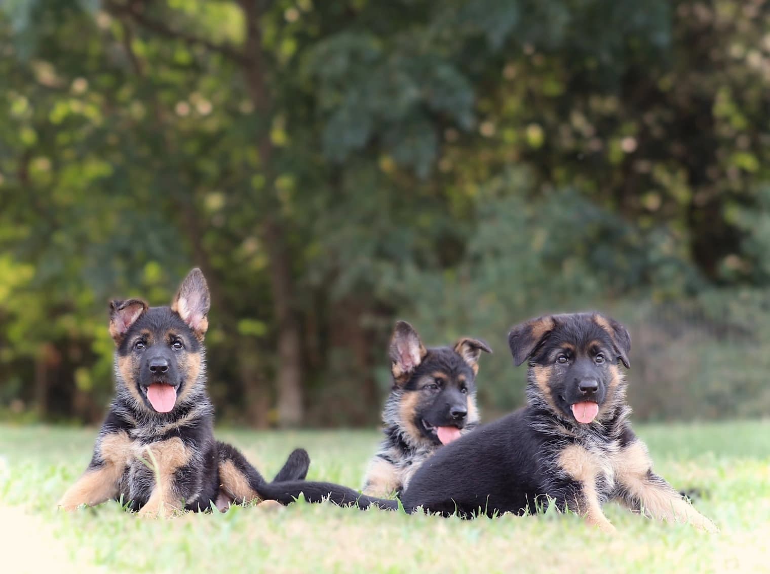 German Shepherd Dog photo 3