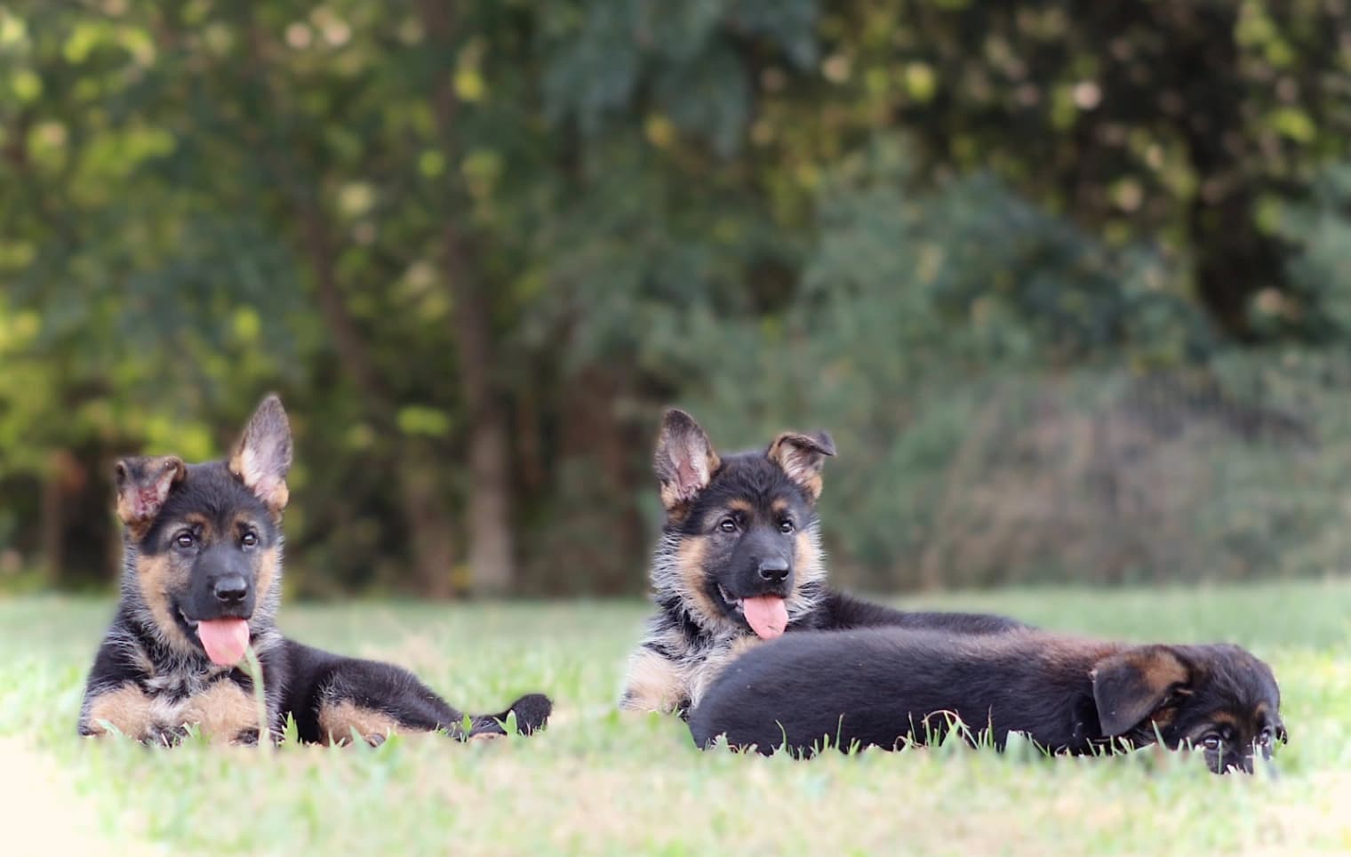 German Shepherd Dog photo 4