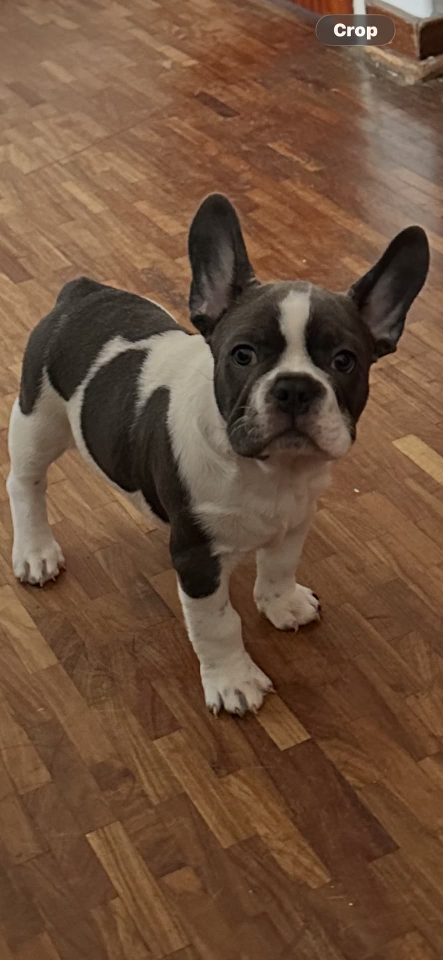 French Bulldog