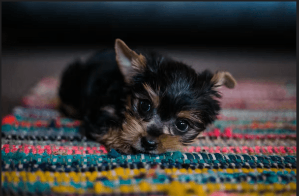 Yorkshire Terrier listing photo