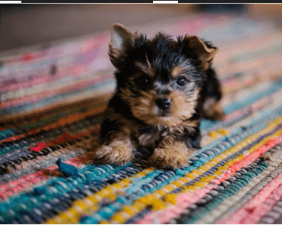 Yorkshire Terrier photo 2
