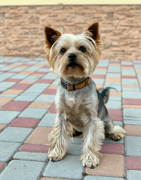 Yorkshire Terrier photo 3