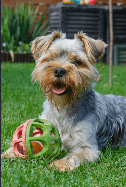 Yorkshire Terrier photo 4