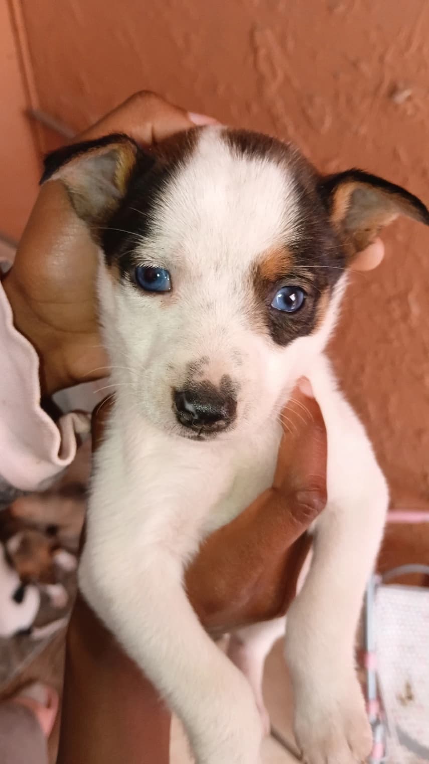 Jack Russell Terrier listing photo