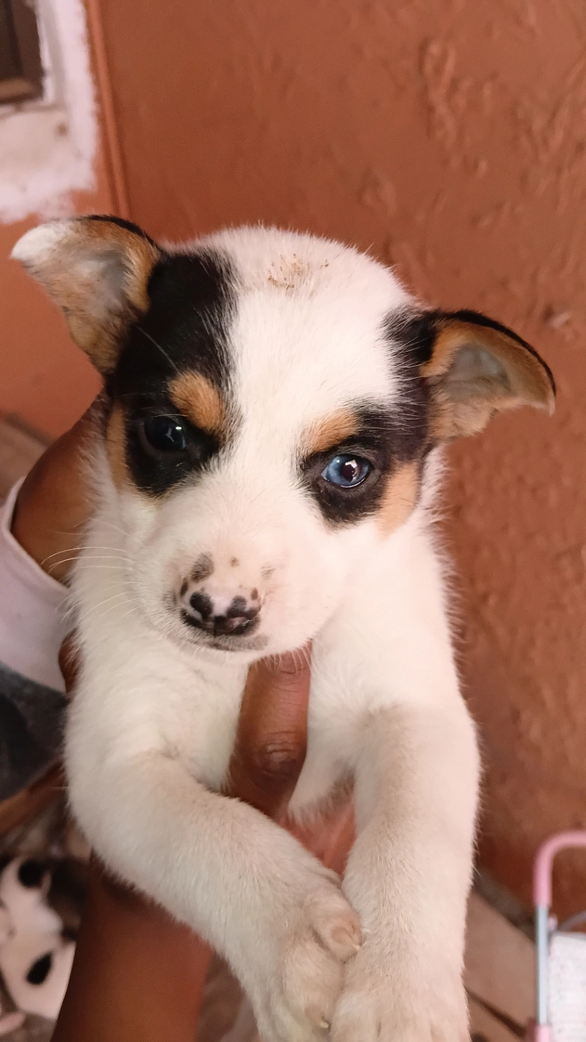 Jack Russell Terrier photo 2