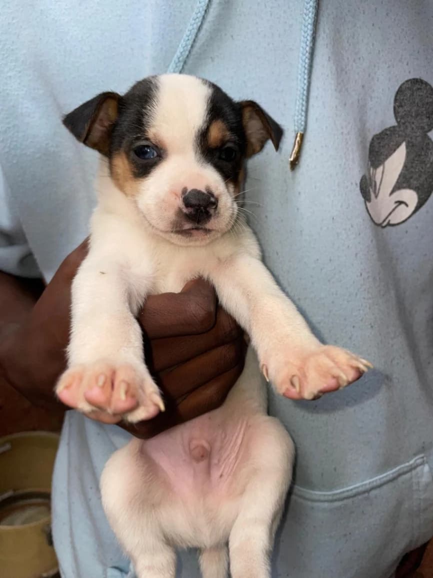 Jack Russell Terrier photo 4