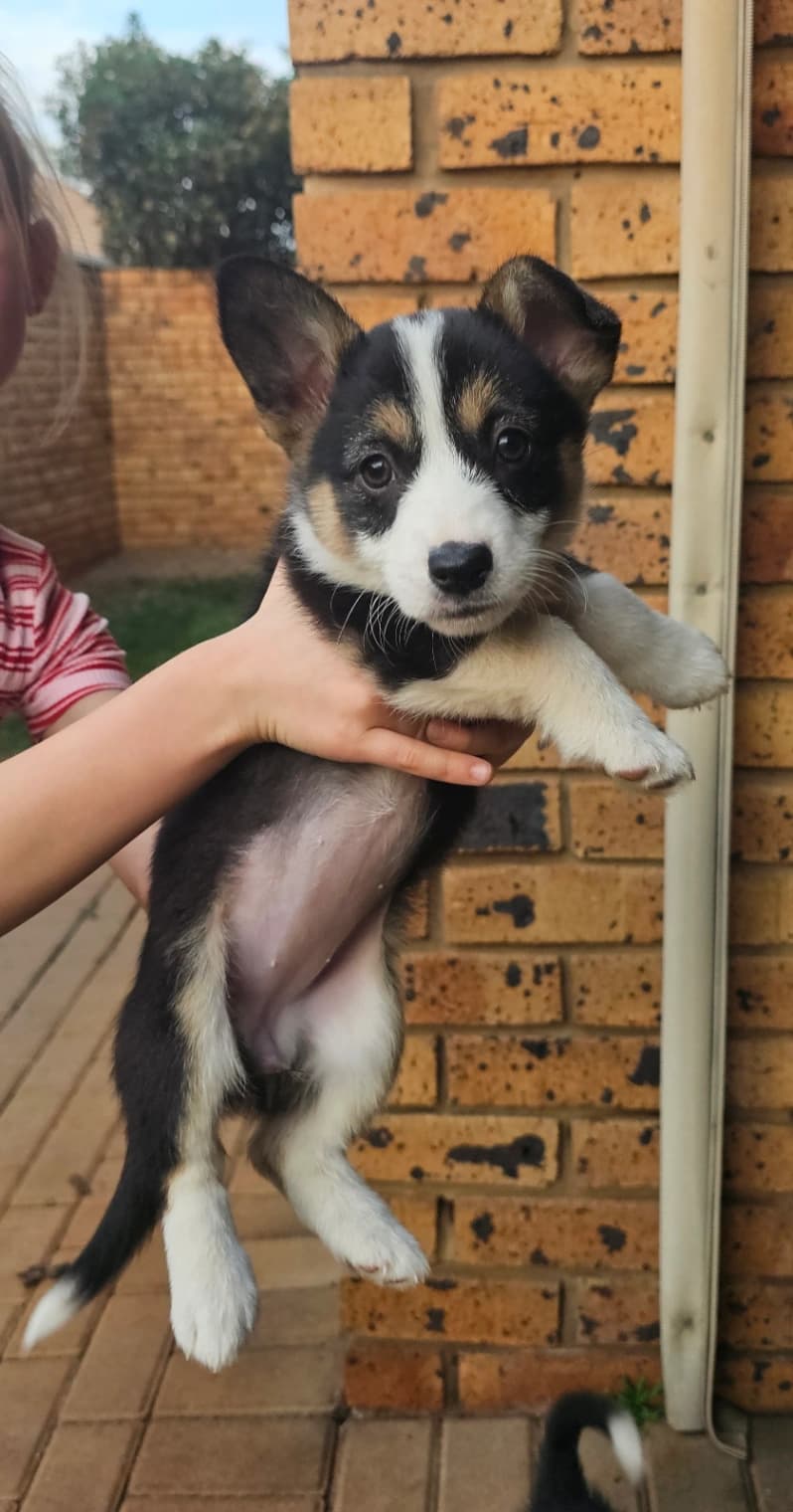 Border Collie listing photo