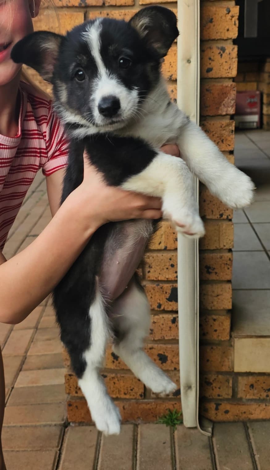 Border Collie photo 2